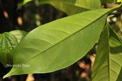 Syzygium hemisphericum